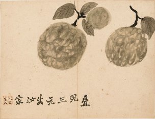 清 罗聘 花果图册-2-X 31.6x24.3[花鸟]