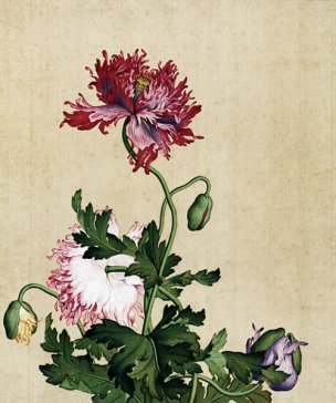 清 郎世宁 花鸟图册 9罂粟图 47x39[花鸟] 