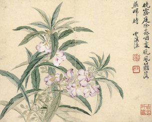 清 恽寿平 欧香馆写生冊 鳳仙花 36x29[花鸟] 