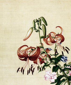 清 郎世宁 花鸟图册 11百合花缠枝牡丹图 47x39[花 