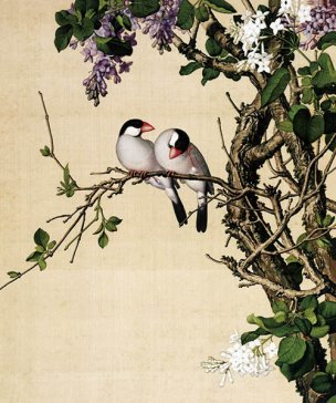 清 郎世宁 花鸟图册 10紫白丁香图 47x39[花鸟] 