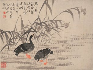 清 边寿民 芦雁图册页十开-8 41x31[花鸟] 