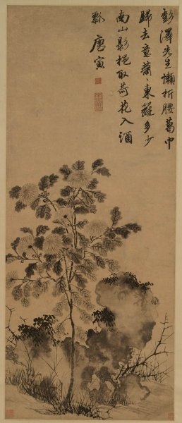 明 唐寅 菊花图+纸本墨笔 20x46[花鸟]