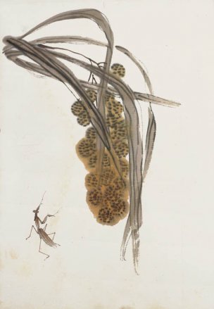 近现代 齐白石 册页拍照小片116开 455 -1 28x40[花鸟