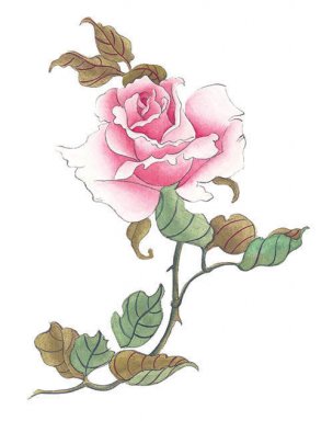 近现代 佚名 花卉图册J173-69-国画百花争艳382[花鸟