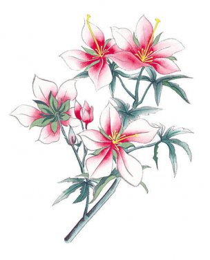 近现代 佚名 花卉图册J173-69-国画百花争艳373[花鸟