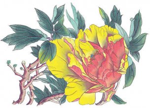 近现代 佚名 花卉图册J173-69-国画百花争艳344[花鸟
