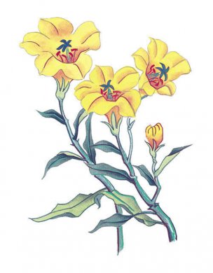 近现代 佚名 花卉图册J173-69-国画百花争艳365[花鸟