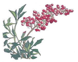 近现代 佚名 花卉图册J173-69-国画百花争艳348[花鸟