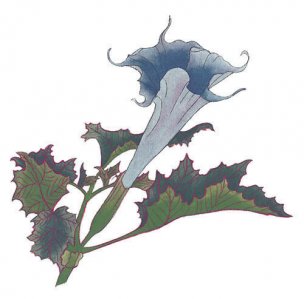 近现代 佚名 花卉图册J173-69-国画百花争艳362[花鸟