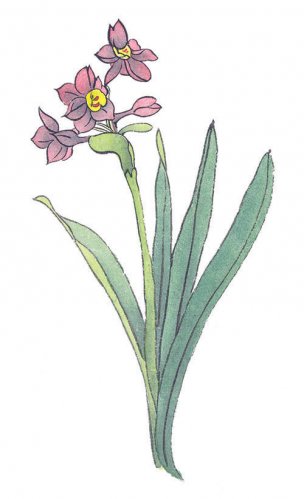 近现代 佚名 花卉图册J173-69-国画百花争艳347[花鸟