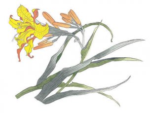 近现代 佚名 花卉图册J173-69-国画百花争艳386[花鸟