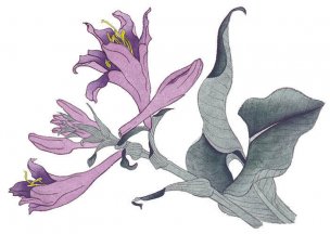 近现代 佚名 花卉图册J173-69-国画百花争艳359[花鸟