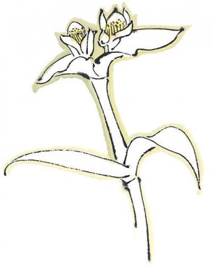 近现代 佚名 花卉图册J173-69-国画百花争艳389[花鸟