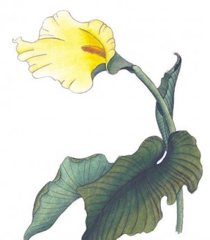 近现代 佚名 花卉图册J173-69-国画百花争艳380[花鸟