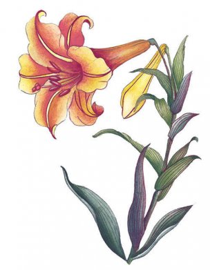 近现代 佚名 花卉图册J173-69-国画百花争艳379[花鸟