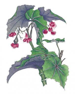 近现代 佚名 花卉图册J173-69-国画百花争艳366[花鸟