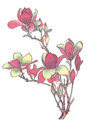 近现代 佚名 花卉图册J173-69-国画百花争艳353[花鸟