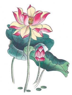 近现代 佚名 花卉图册J173-69-国画百花争艳356[花鸟