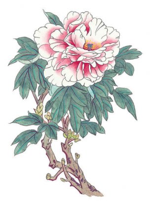 近现代 佚名 花卉图册J173-69-国画百花争艳351[花鸟