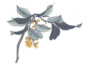 近现代 佚名 花卉图册J173-69-国画百花争艳377[花鸟