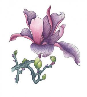 近现代 佚名 花卉图册J173-69-国画百花争艳350[花鸟 