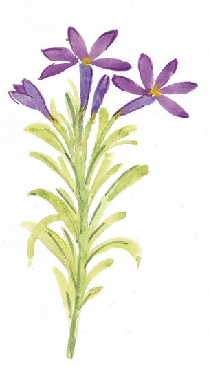 近现代 佚名 花卉图册J173-69-国画百花争艳331[花鸟 