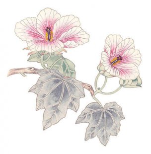 近现代 佚名 花卉图册J173-69-国画百花争艳337[花鸟 