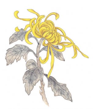 近现代 佚名 花卉图册J173-69-国画百花争艳338[花鸟 