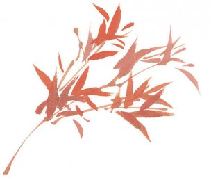 近现代 佚名 花卉图册J173-69-国画百花争艳33[花鸟 