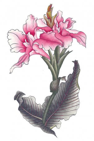 近现代 佚名 花卉图册J173-69-国画百花争艳357[花鸟 
