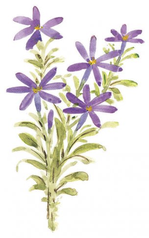 近现代 佚名 花卉图册J173-69-国画百花争艳330[花鸟 