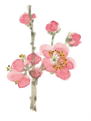 近现代 佚名 花卉图册J173-69-国画百花争艳329[花鸟