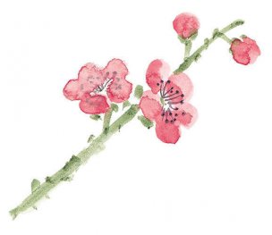 近现代 佚名 花卉图册J173-69-国画百花争艳27[花鸟