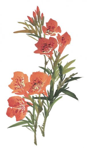 近现代 佚名 花卉图册J173-69-国画百花争艳319[花鸟