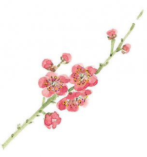 近现代 佚名 花卉图册J173-69-国画百花争艳30[花鸟