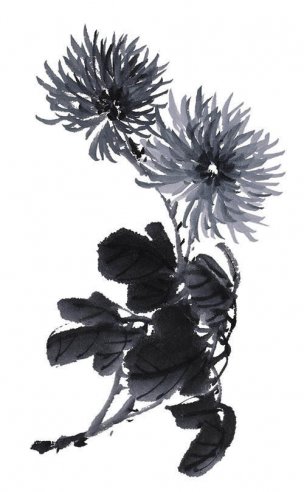 近现代 佚名 花卉图册J173-69-国画百花争艳215[花鸟