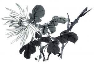 近现代 佚名 花卉图册J173-69-国画百花争艳218[花鸟
