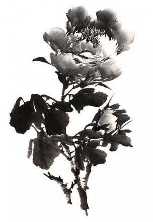 近现代 佚名 花卉图册J173-69-国画百花争艳245[花鸟