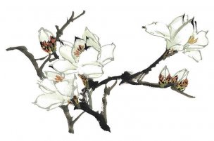 近现代 佚名 花卉图册J173-69-国画百花争艳28[花鸟