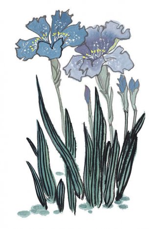 近现代 佚名 花卉图册J173-69-国画百花争艳263[花鸟