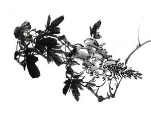 近现代 佚名 花卉图册J173-69-国画百花争艳241[花鸟