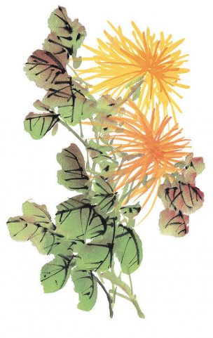 近现代 佚名 花卉图册J173-69-国画百花争艳255[花鸟