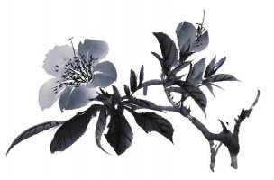 近现代 佚名 花卉图册J173-69-国画百花争艳220[花鸟