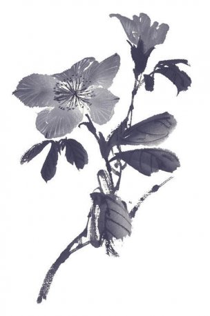 近现代 佚名 花卉图册J173-69-国画百花争艳198[花鸟