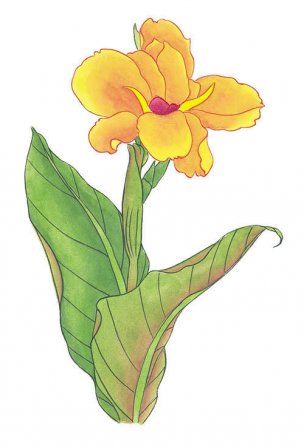 近现代 佚名 花卉图册J173-69-国画百花争艳156[花鸟