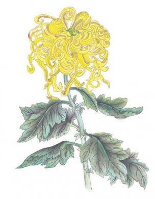 近现代 佚名 花卉图册J173-69-国画百花争艳153[花鸟