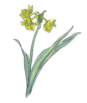 近现代 佚名 花卉图册J173-69-国画百花争艳162[花鸟