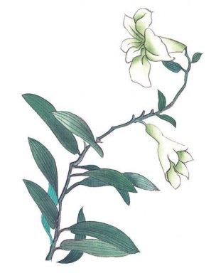 近现代 佚名 花卉图册J173-69-国画百花争艳159[花鸟