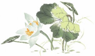 近现代 佚名 花卉图册J173-69-国画百花争艳138[花鸟